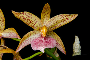 Cyc N.R.(warscewiczii X Morm andicola) 'Priscilla's Pink Lady' HCC 78